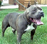 CH RAZORS EDGE RAZZEL DAZZEL